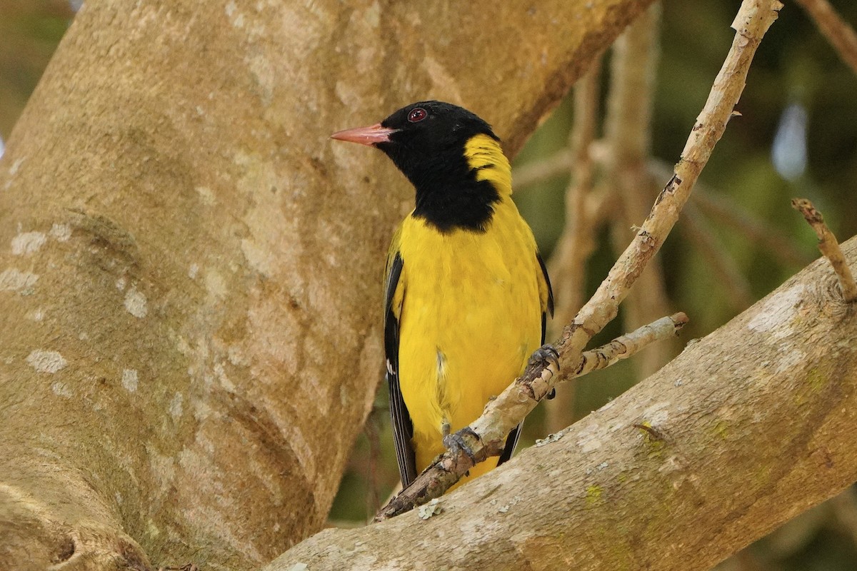 African Black-headed Oriole - Kenneth Hillan