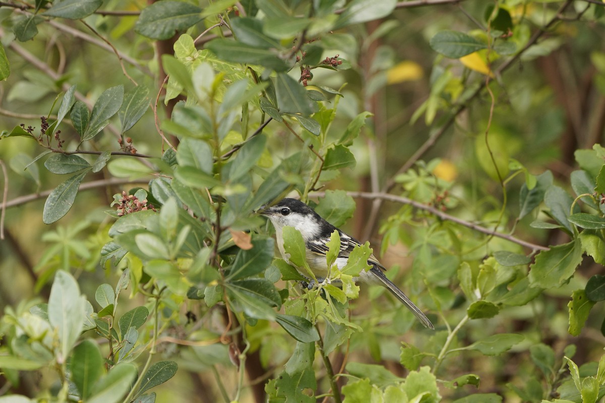 Black-backed Puffback - Kenneth Hillan