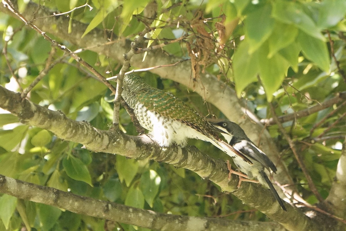 Bar-throated Apalis - ML512966061