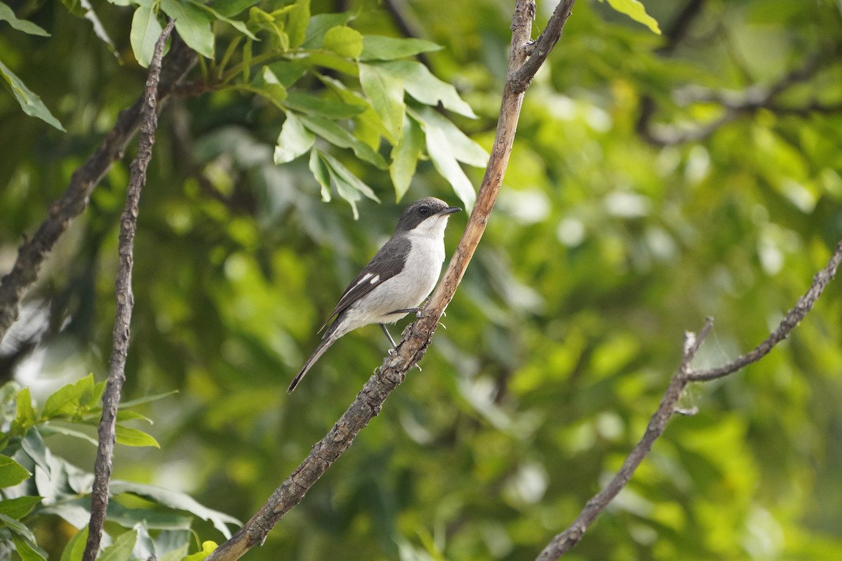 Fiscal Flycatcher - Kenneth Hillan