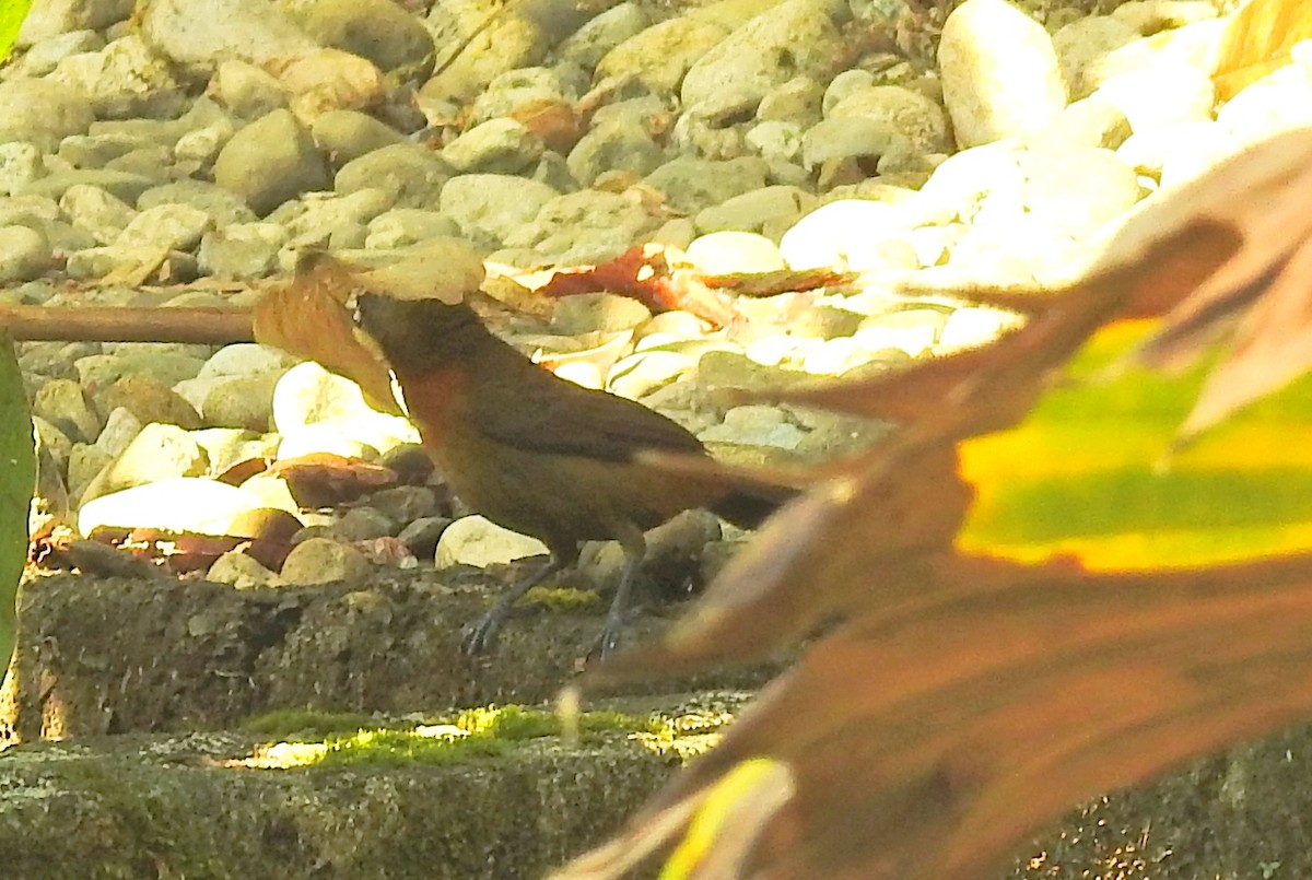 Scarlet-rumped Tanager (Cherrie's) - ML51296671