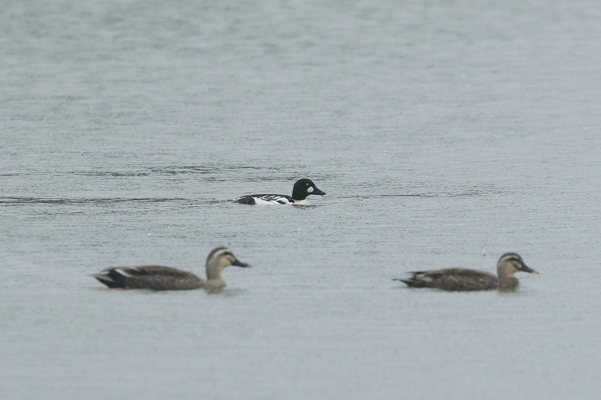 Common Goldeneye - ML512967561