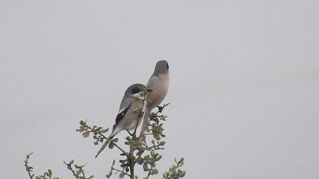 Iberian Gray Shrike - ML512968751