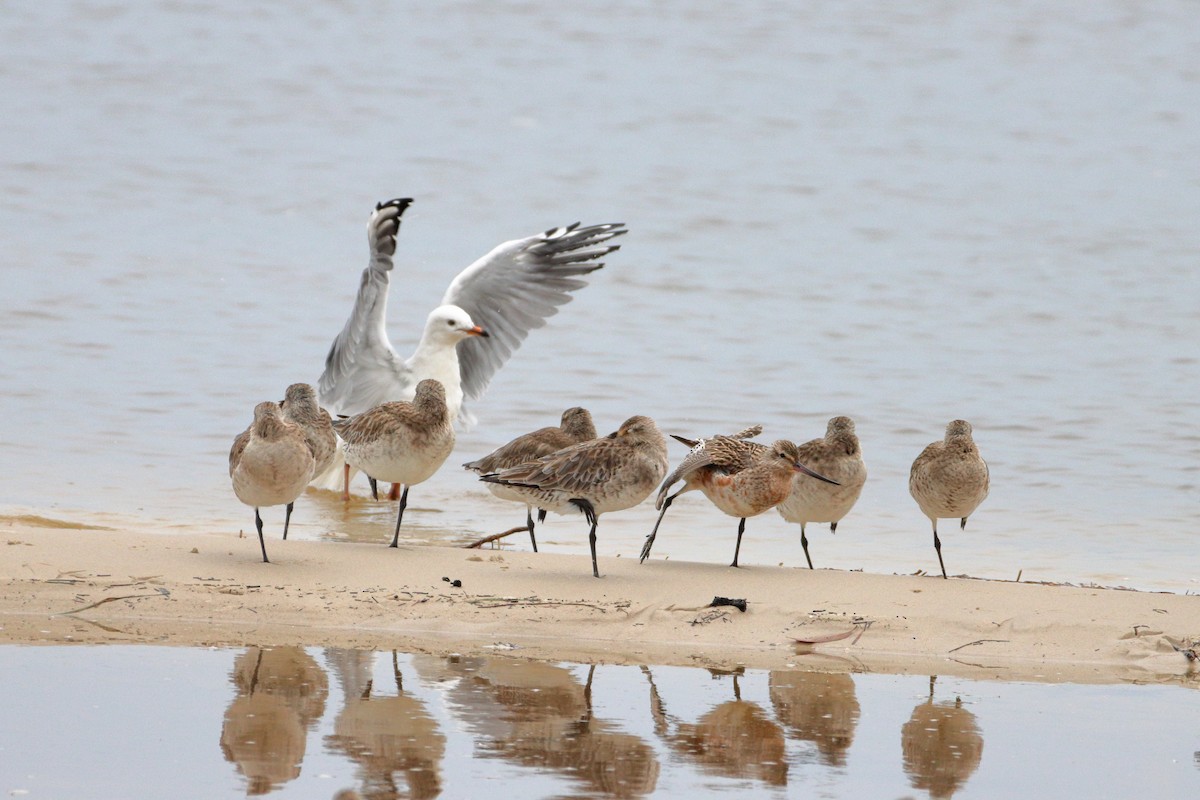 Silver Gull - ML512969751
