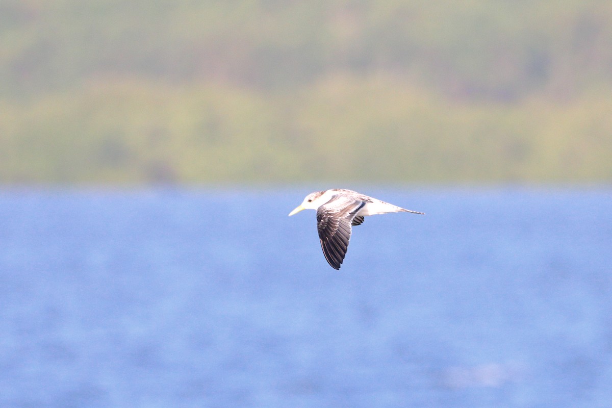Great Crested Tern - ML512970551