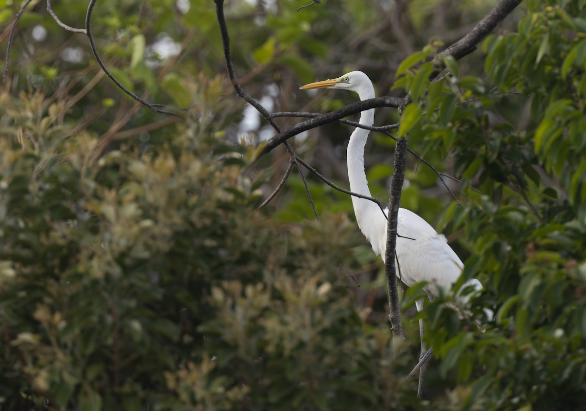 Great Egret - ML512972361