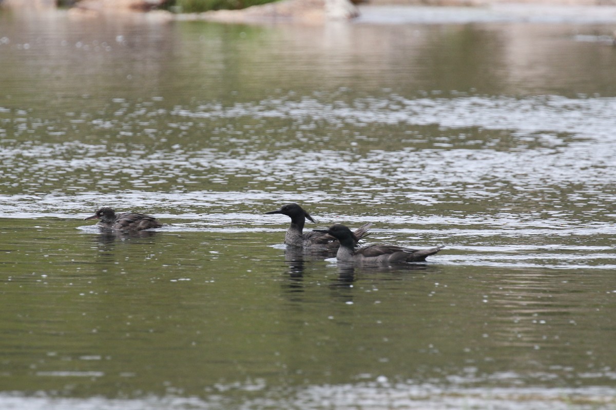 Brazilian Merganser - Raphael Lebrun