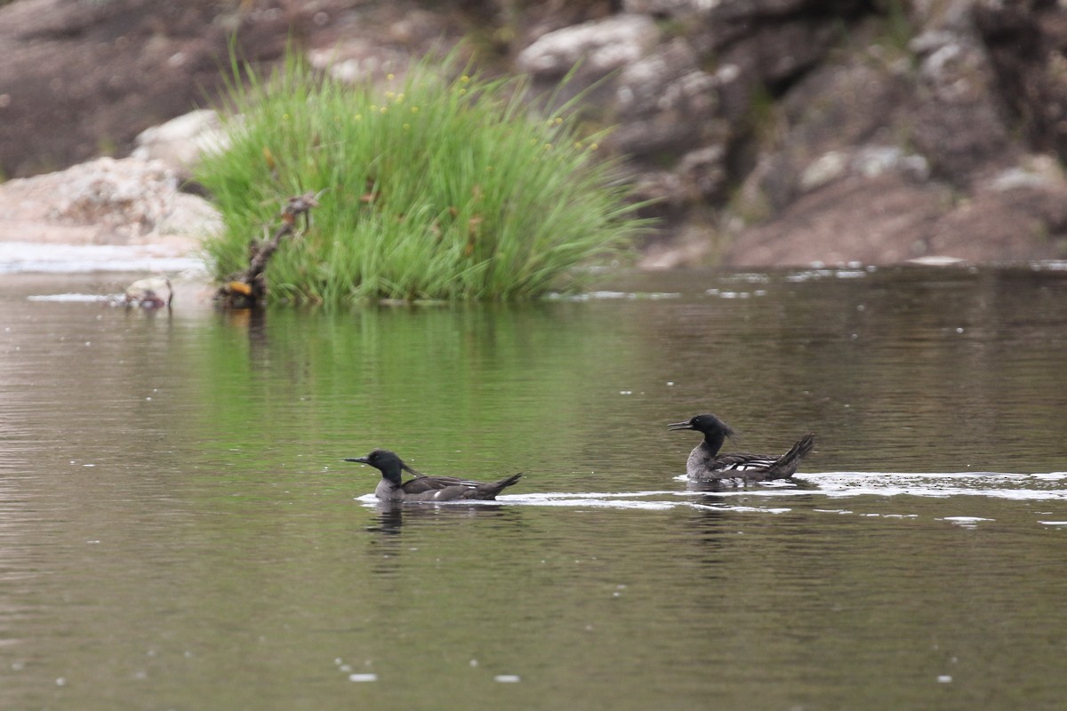 Brazilian Merganser - Raphael Lebrun