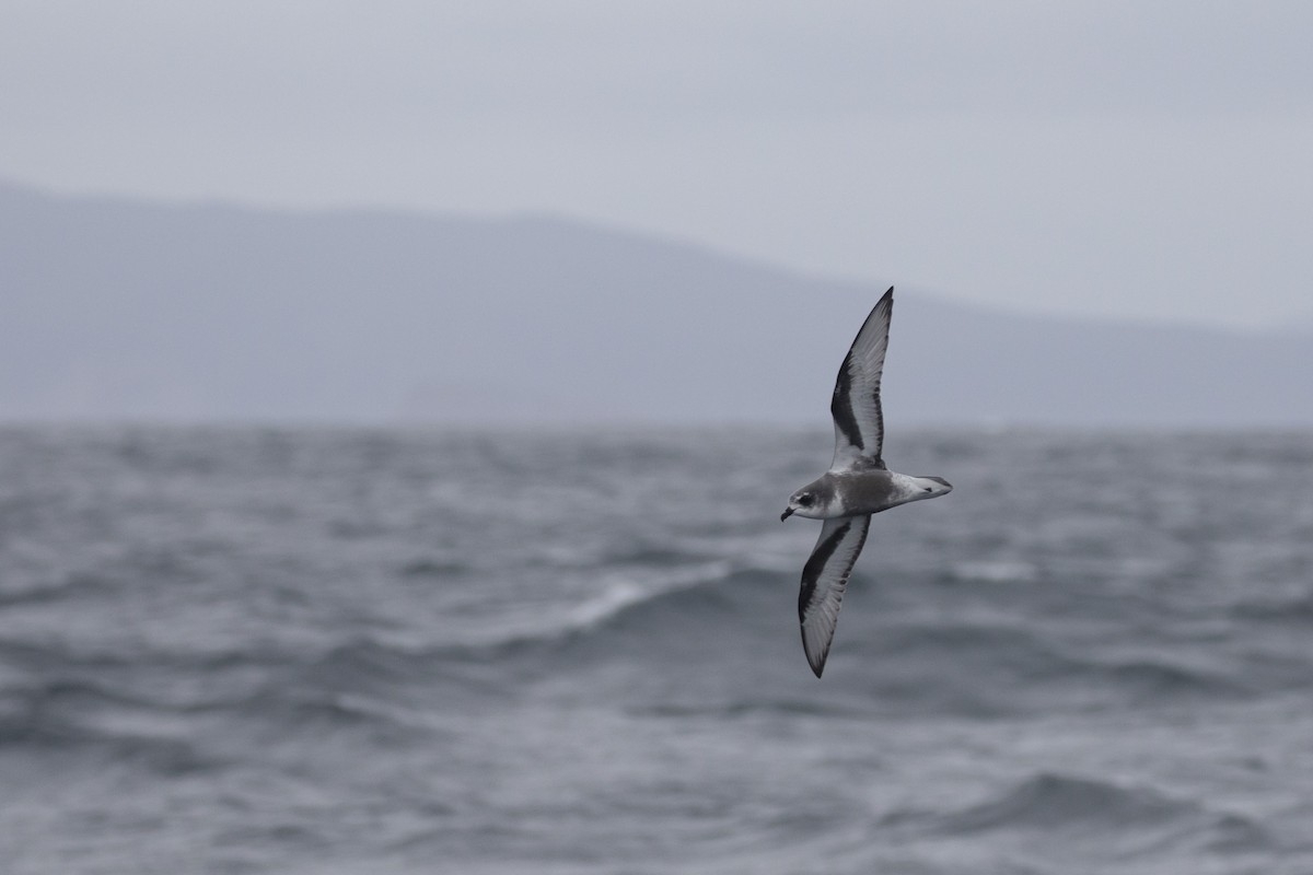 Mottled Petrel - ML512973221