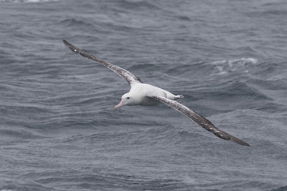 Albatros Viajero/de Tristán de Acuña/de las Antípodas - ML512974301
