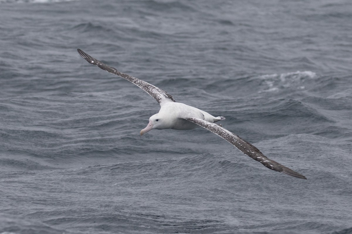 Ak Gezgin/Antipod Gezgin Albatrosu - ML512974301