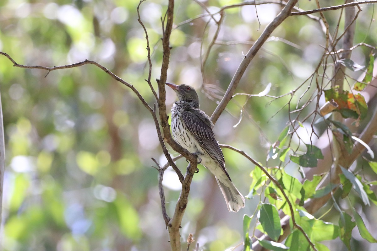 Olive-backed Oriole - ML512974751