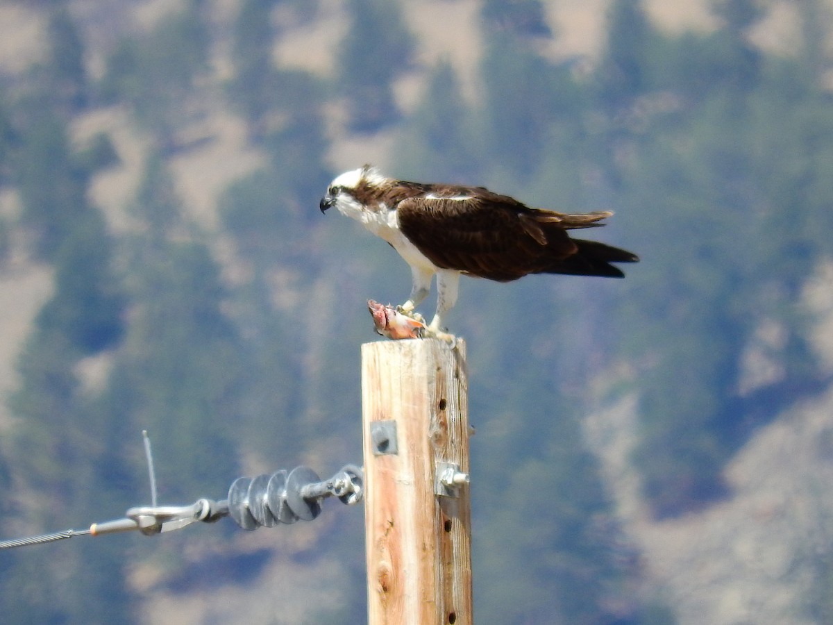 Osprey - ML512974791