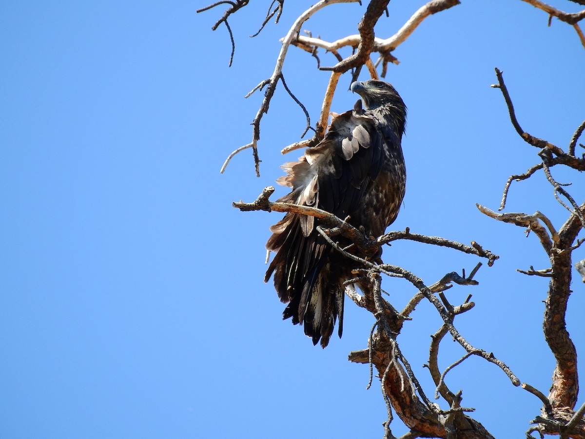 Steinadler - ML512975051