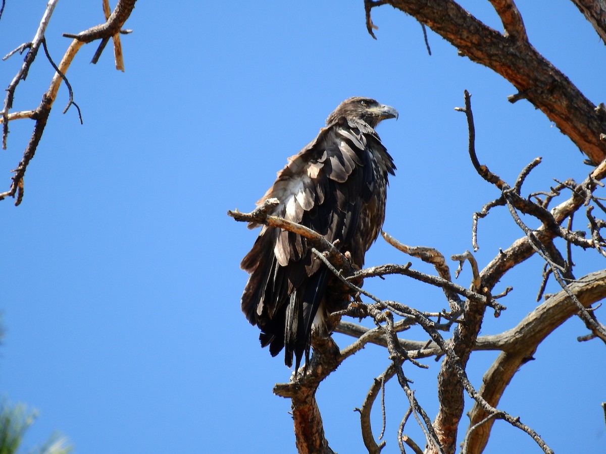 Golden Eagle - ML512975061