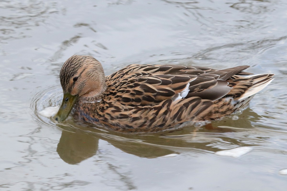 Mallard (Domestic type) - ML512975241