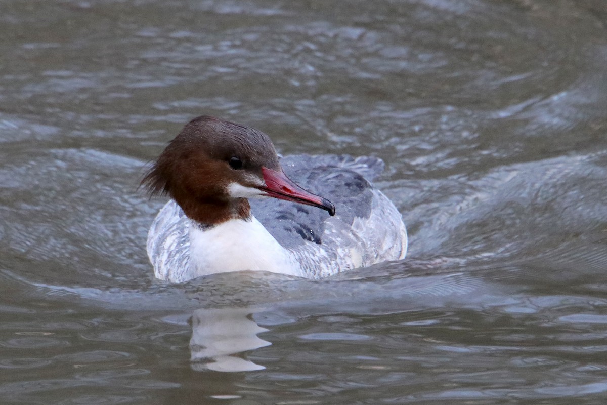 Common Merganser - ML512975261