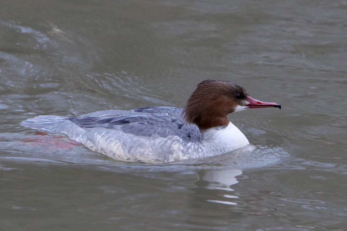 Common Merganser - ML512975271