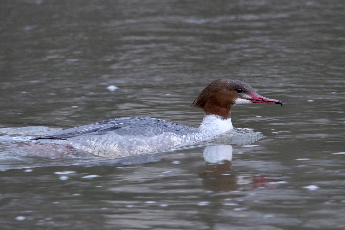 Common Merganser - ML512975281