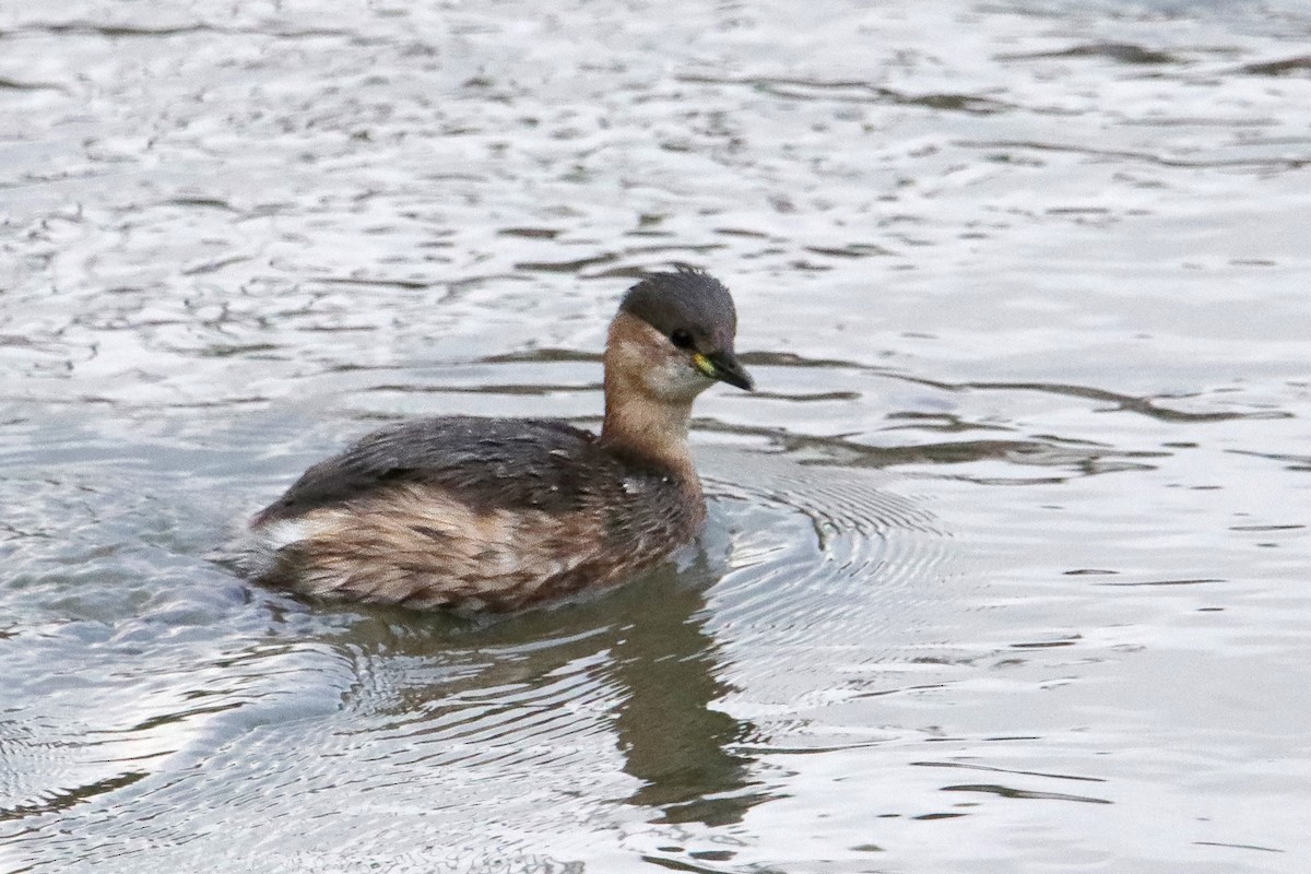 Little Grebe - ML512975311