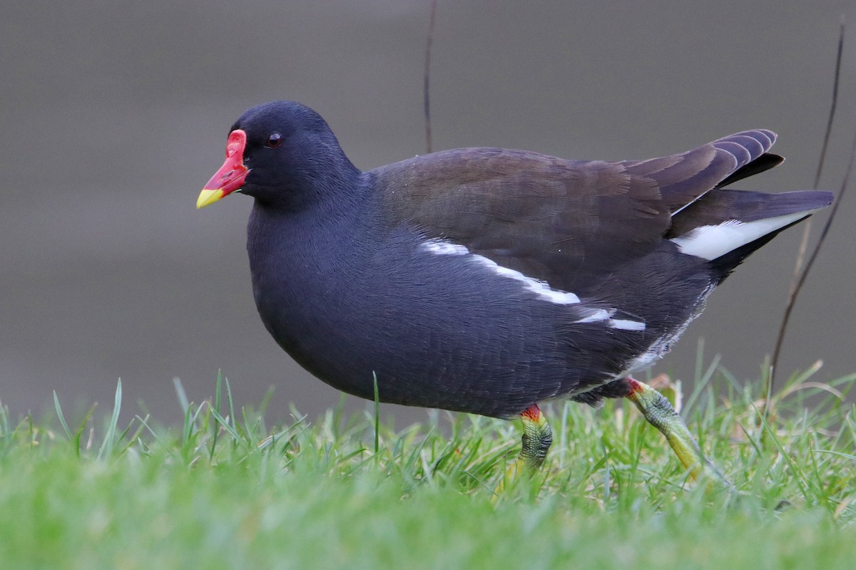 Eurasian Moorhen - ML512975321