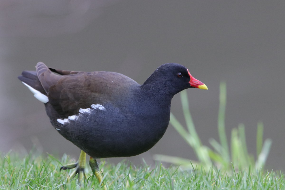 Eurasian Moorhen - ML512975341