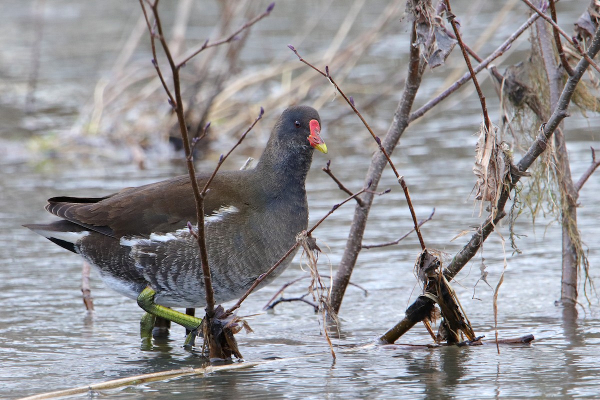 Eurasian Moorhen - ML512975351