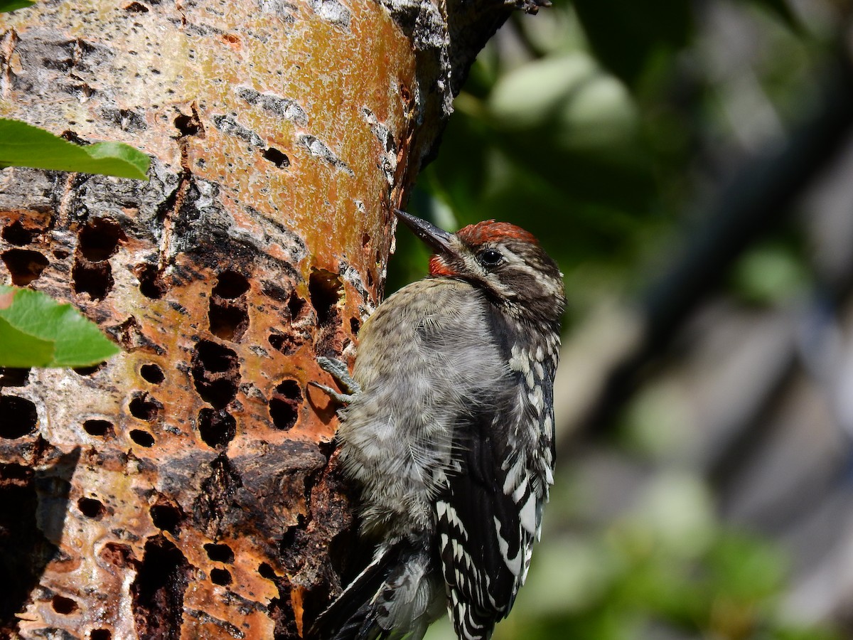 Red-naped Sapsucker - ML512975361