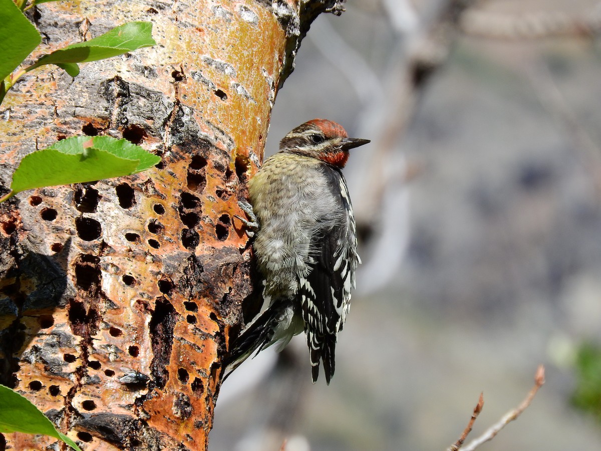 Red-naped Sapsucker - ML512975371