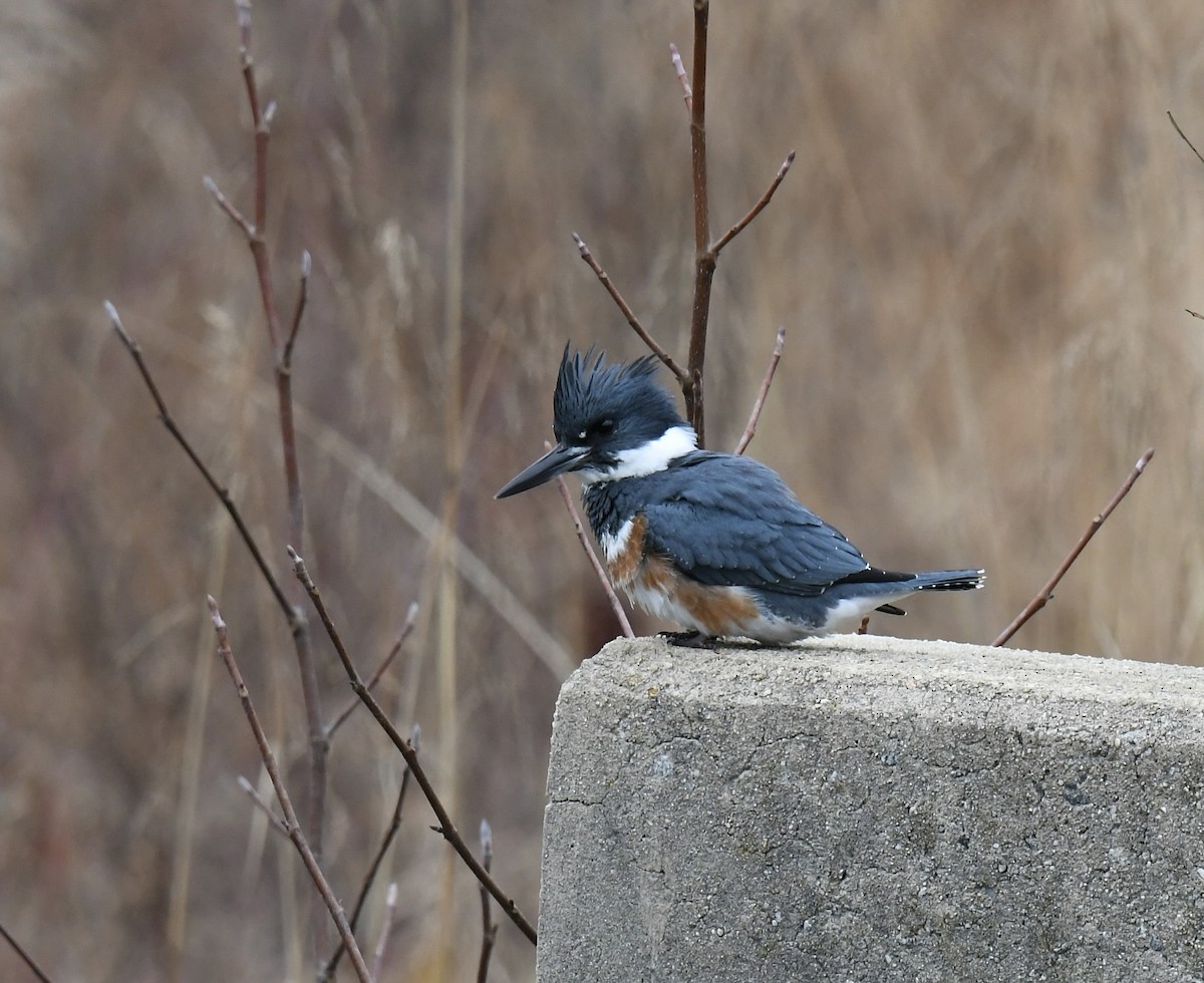 Belted Kingfisher - Paul Nielson