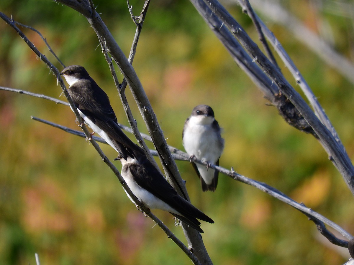 Tree Swallow - ML512975691