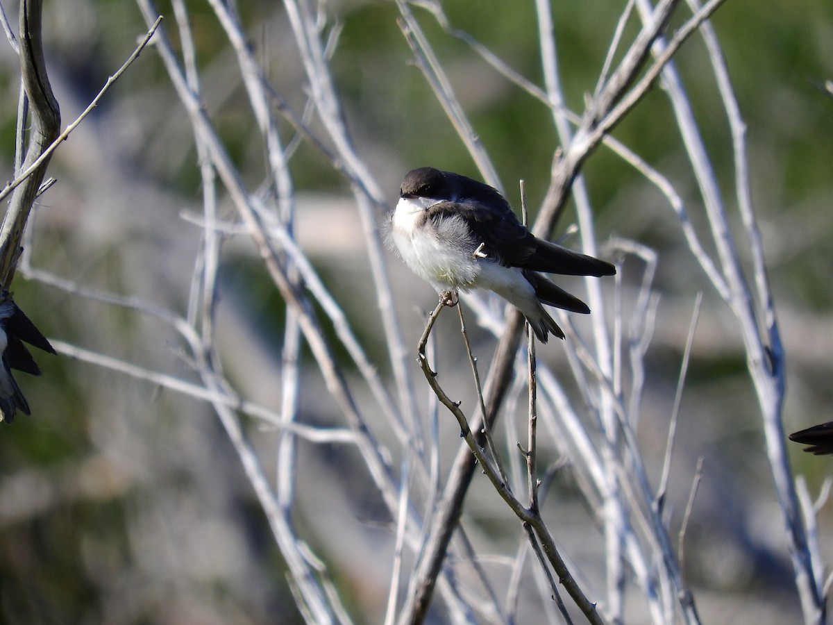 Tree Swallow - ML512975701