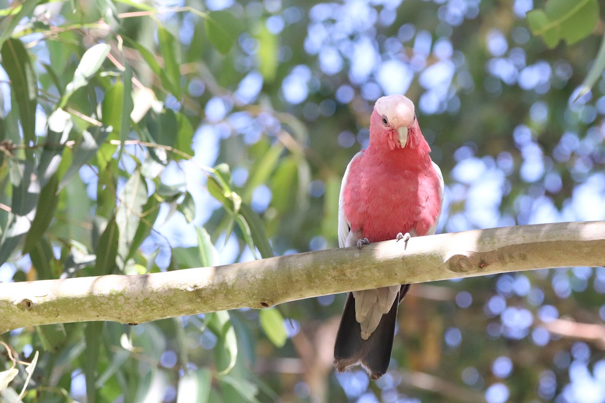 Galah - ML512976021