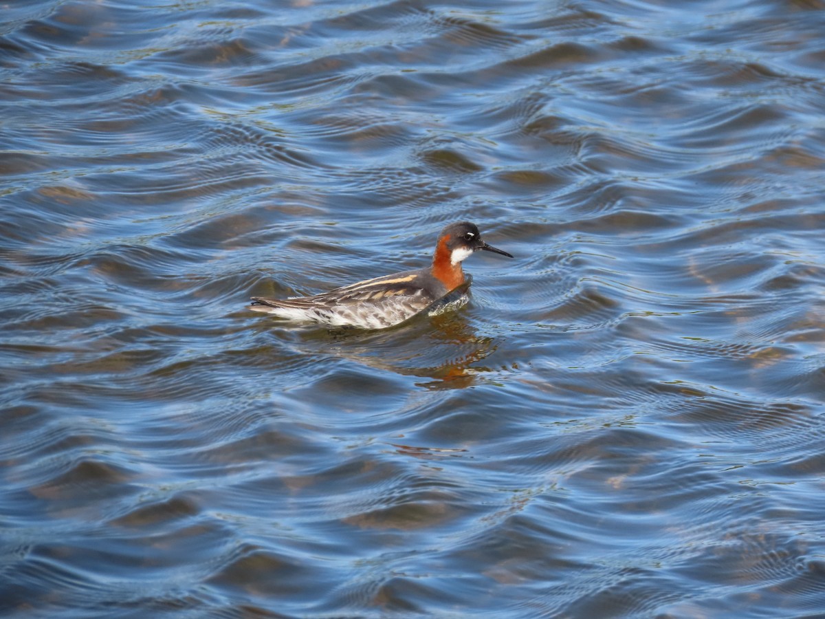 Red-necked Phalarope - ML512977321