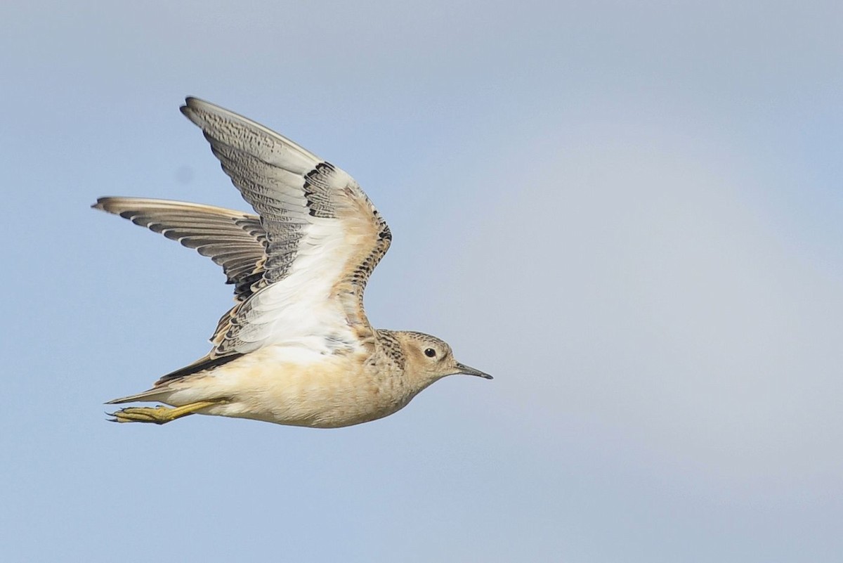 Buff-breasted Sandpiper - ML512978061