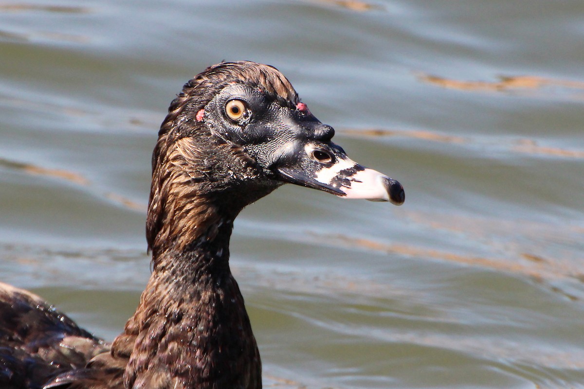 Muscovy Duck (Domestic type) - ML512978801