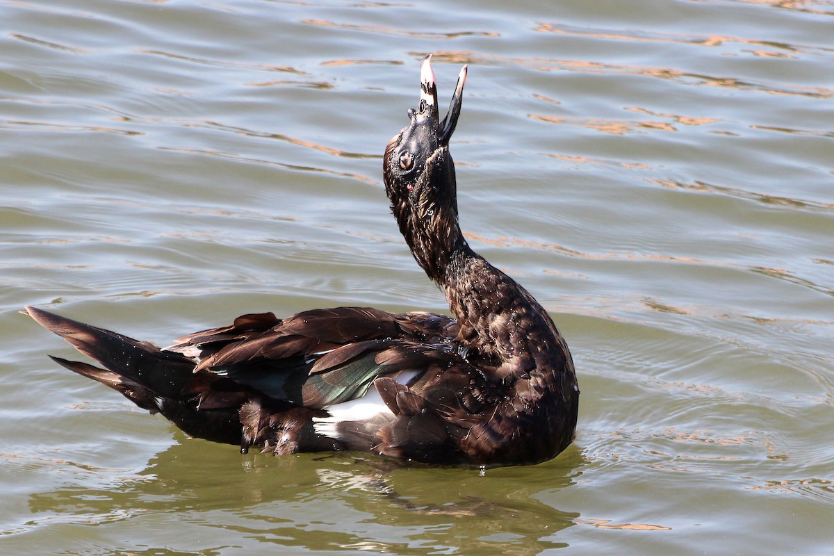 Muscovy Duck (Domestic type) - ML512978811