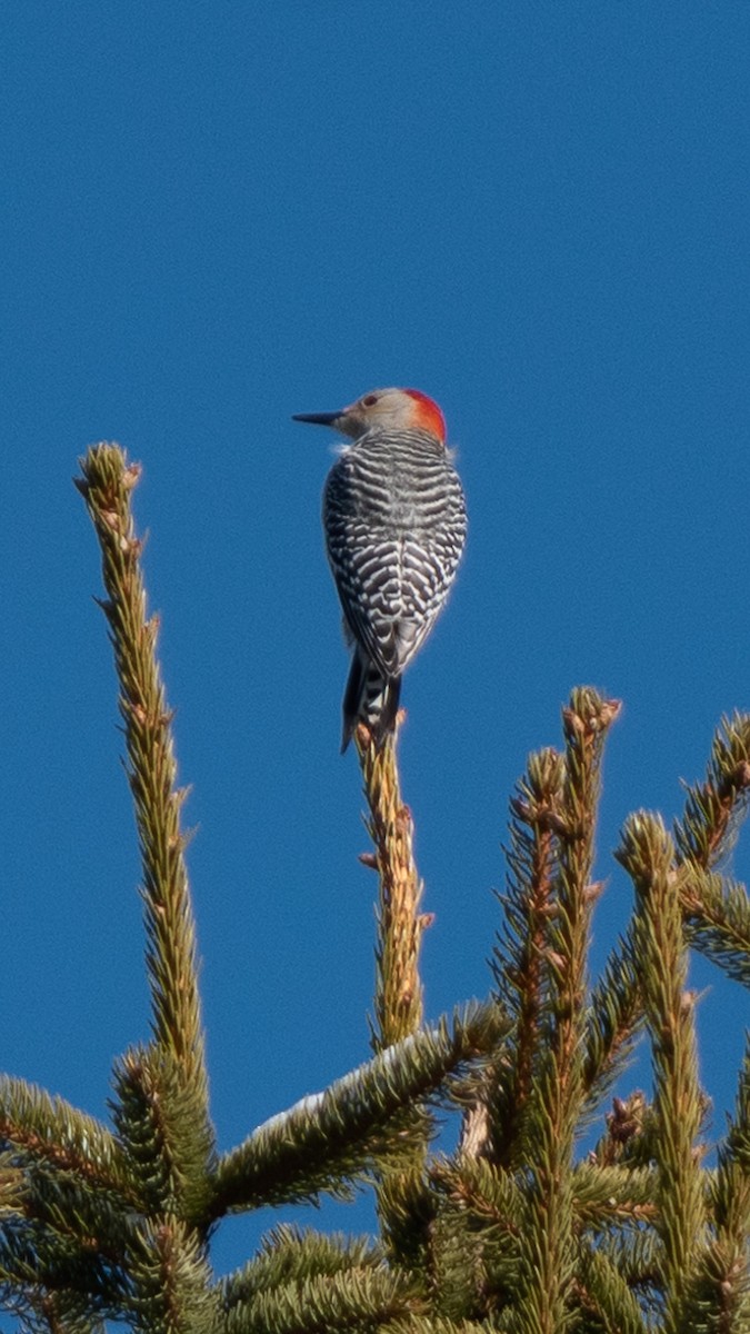 Red-bellied Woodpecker - ML512978901