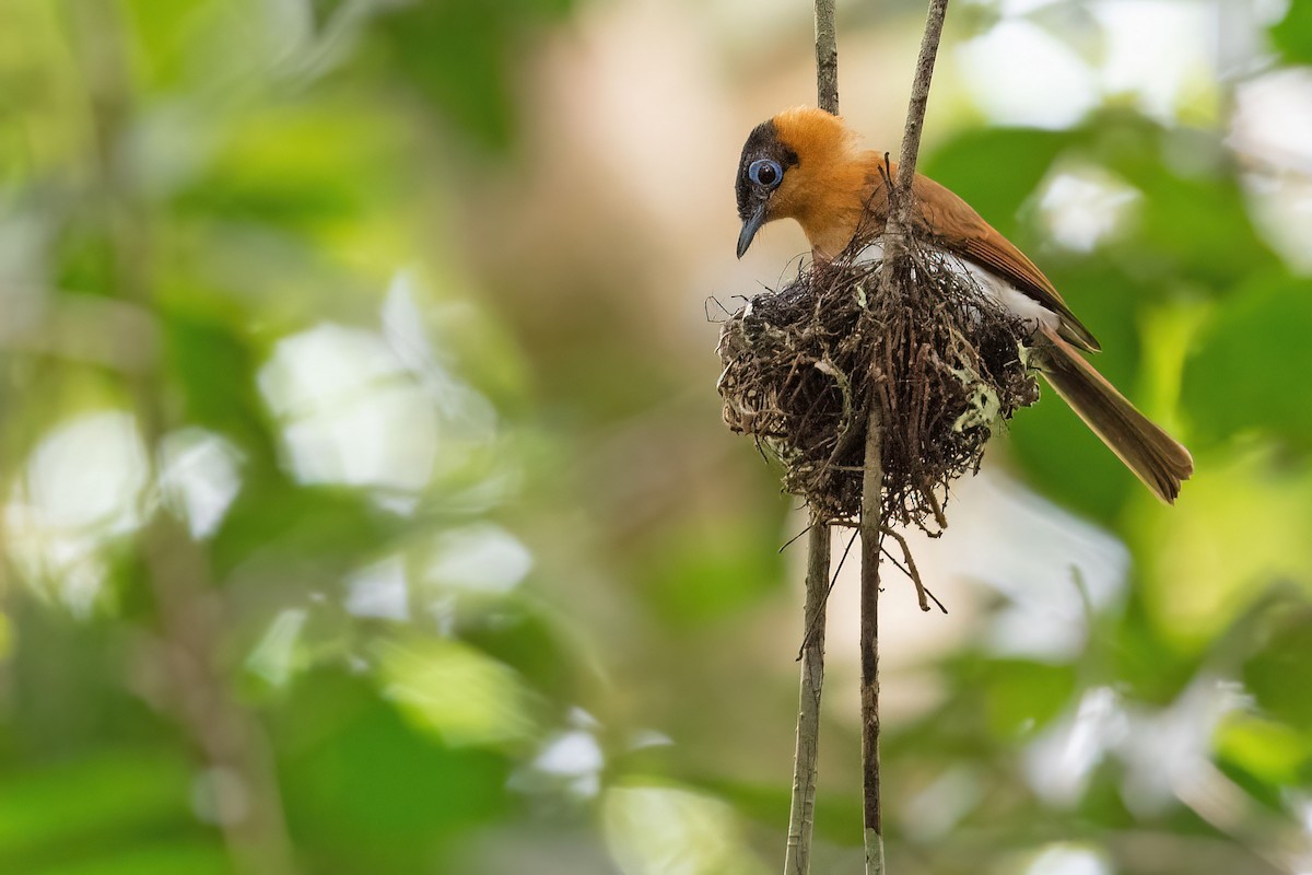 Frilled Monarch - Lev Frid