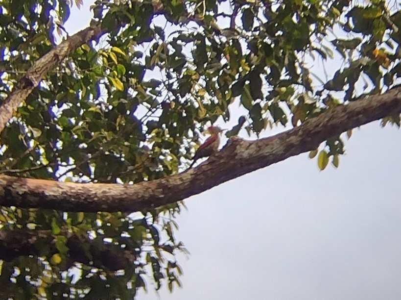 Banded Woodpecker - ML512980391