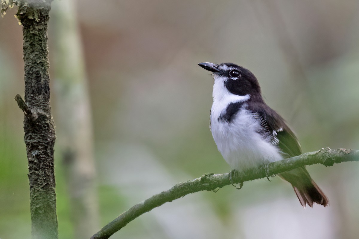 Black-sided Robin - ML512980401