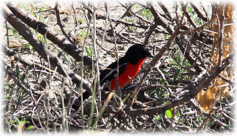 Crimson-breasted Gonolek - ML512981701