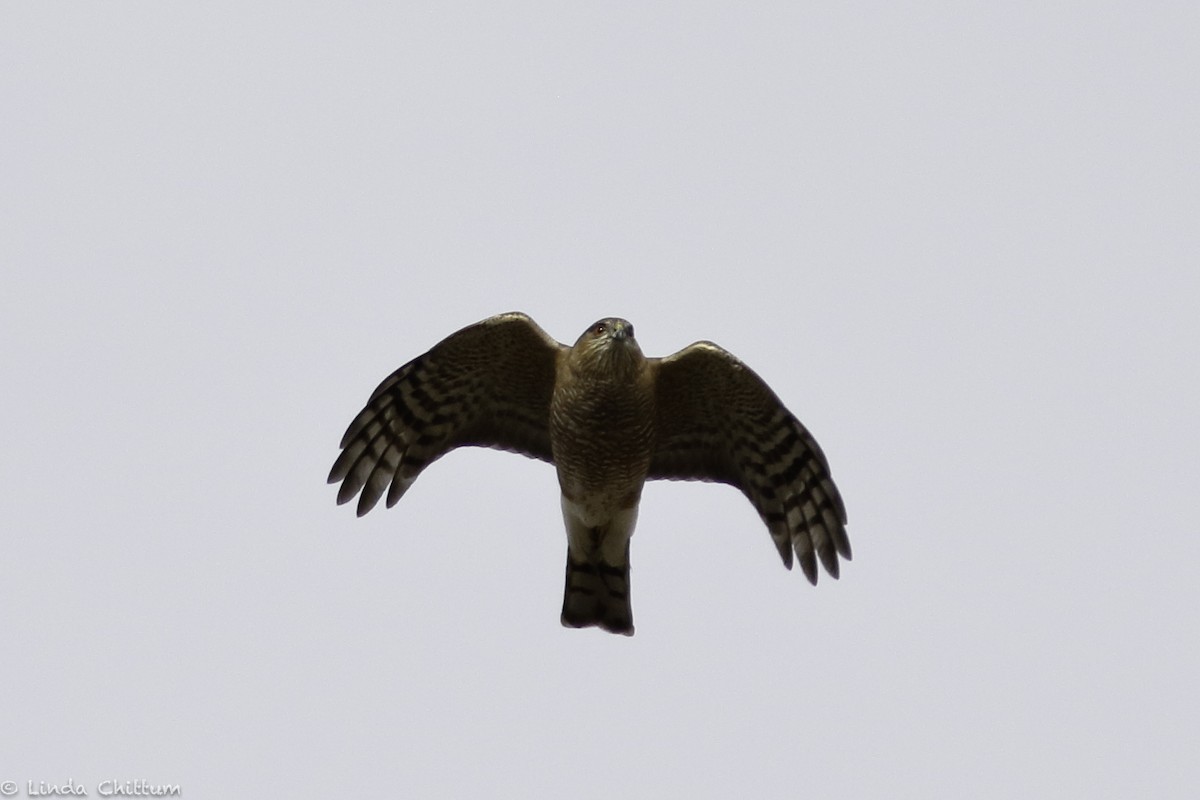 Sharp-shinned Hawk - Linda Chittum