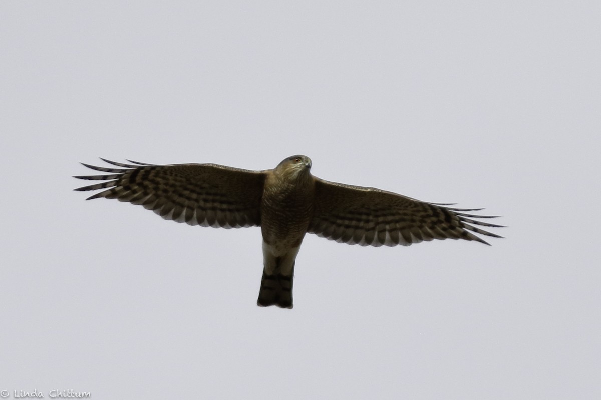 Sharp-shinned Hawk - Linda Chittum