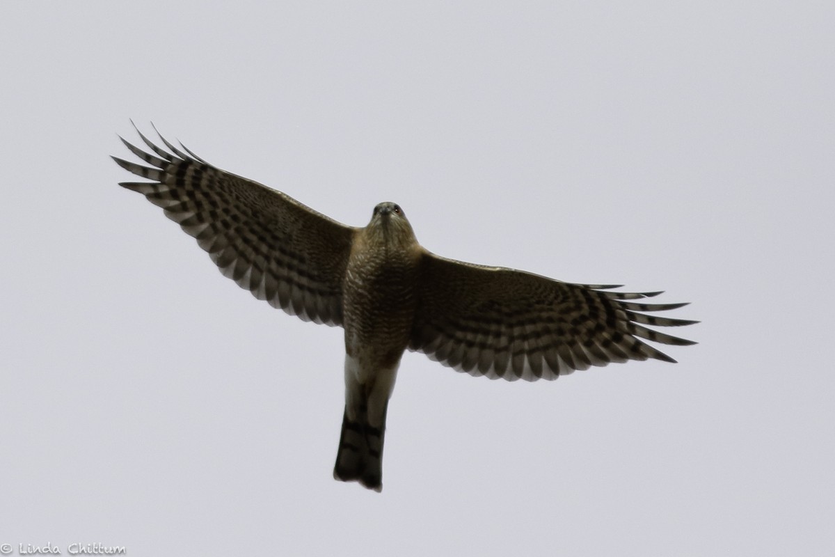 Sharp-shinned Hawk - Linda Chittum