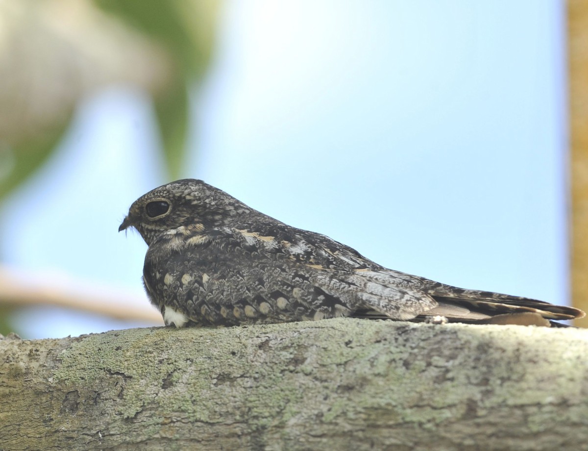 Lesser Nighthawk - ML512983451