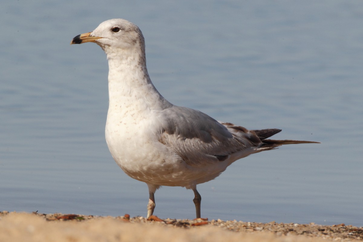 Ring-billed Gull - ML51298351