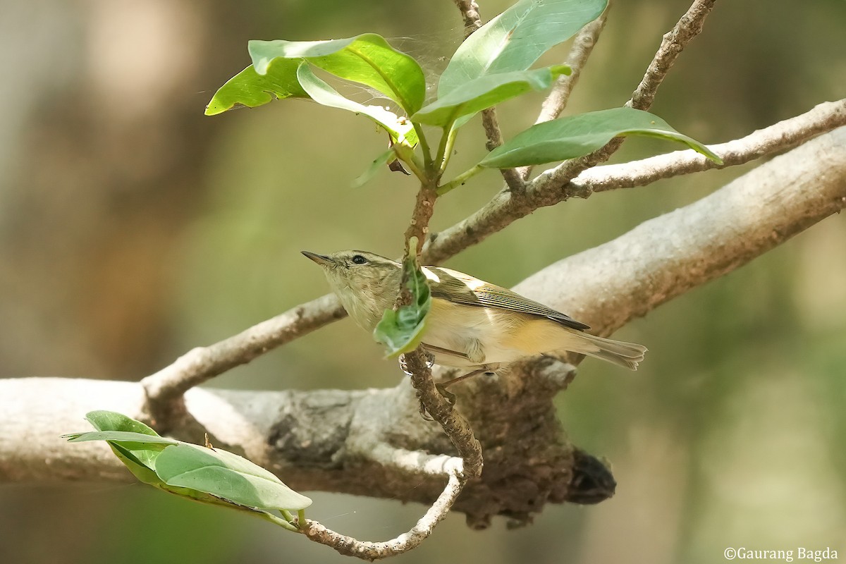 Yellow-browed Warbler - ML512983891