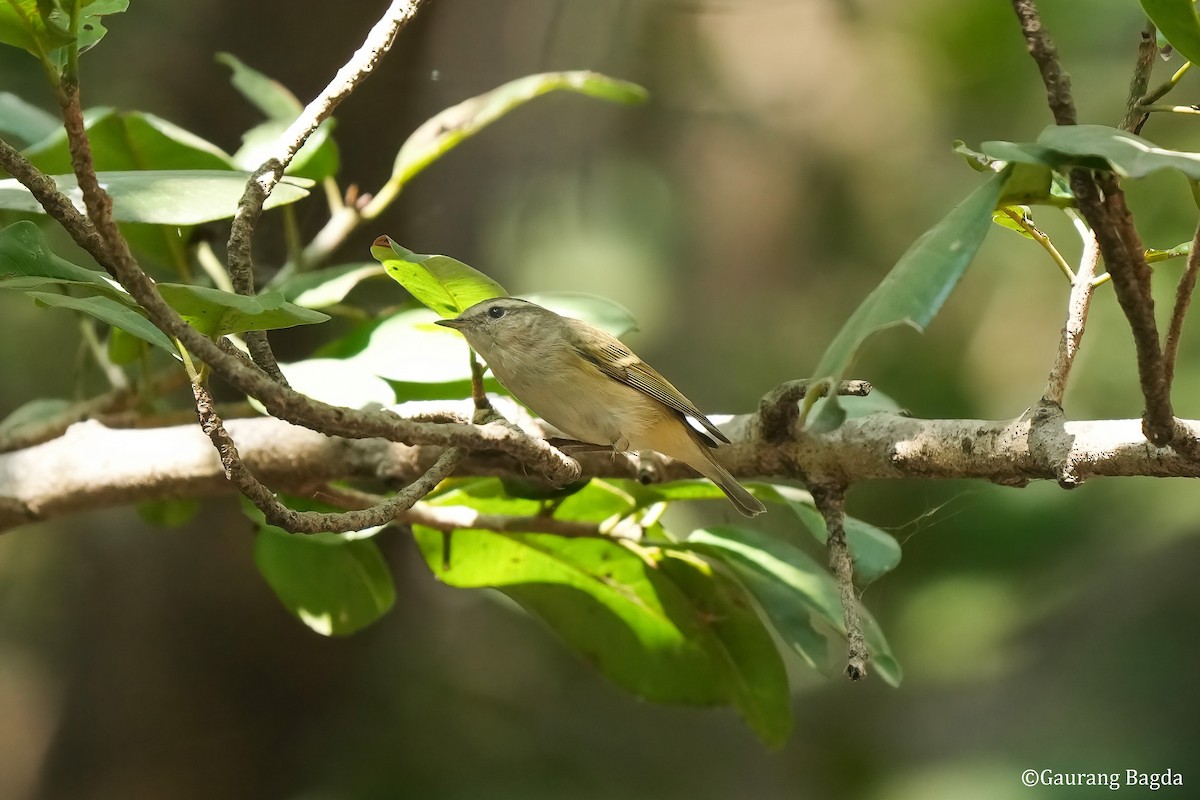 Yellow-browed Warbler - ML512983901
