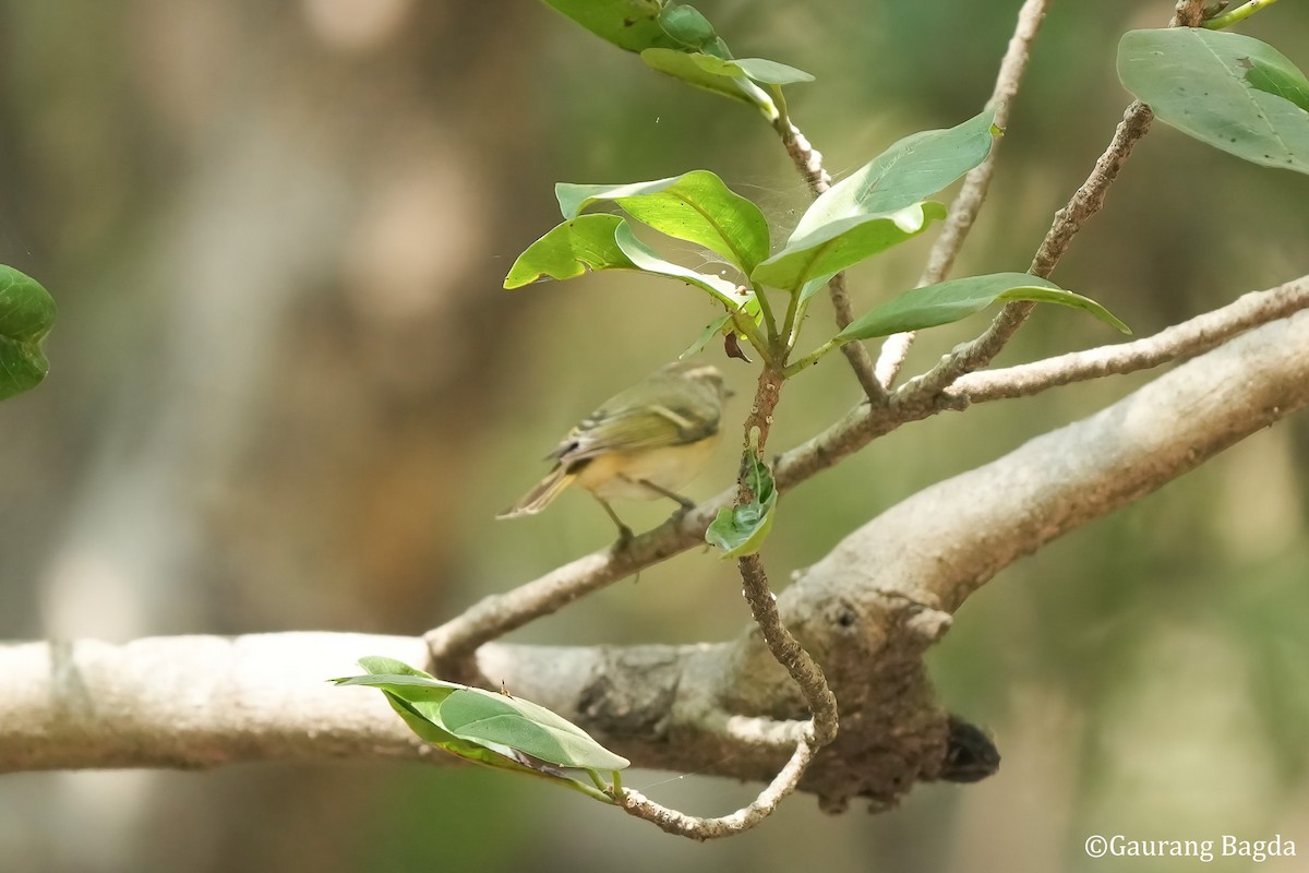 Yellow-browed Warbler - ML512983911